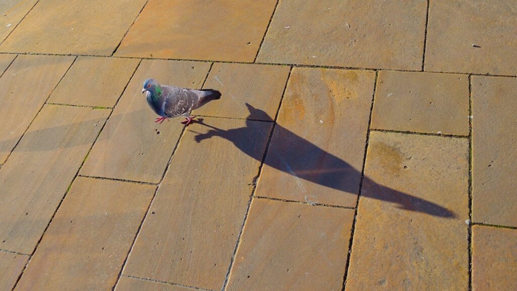 chasser la bonne proie